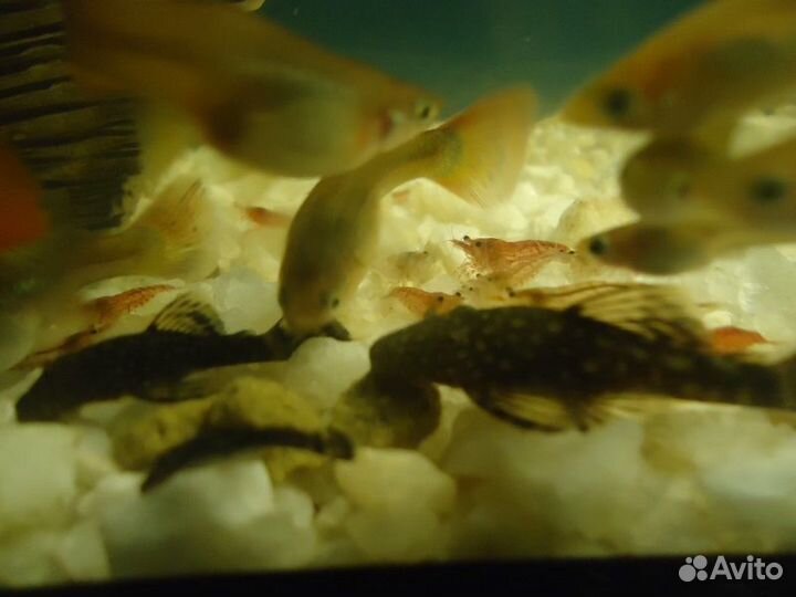 Креветки, сомики, гуппи, шишки