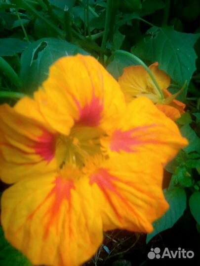 Свежие подсолнухи,фасоль и горох в стручках