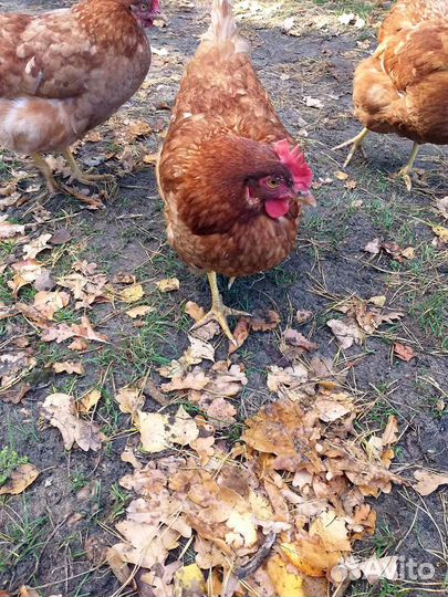 Куры несушки