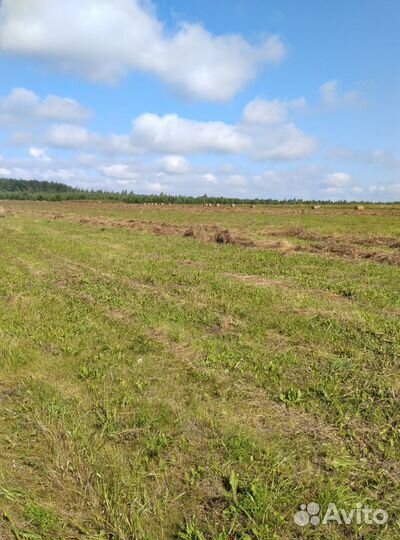 Сено в рулонах