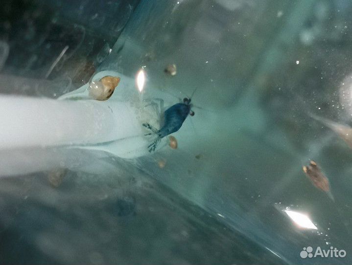 Креветки синие