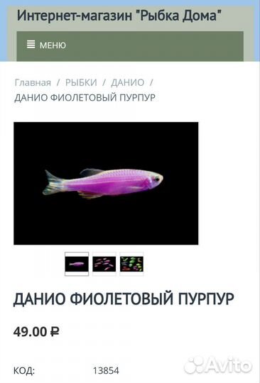 Данио цветные в ассортименте Аквариумные рыбки