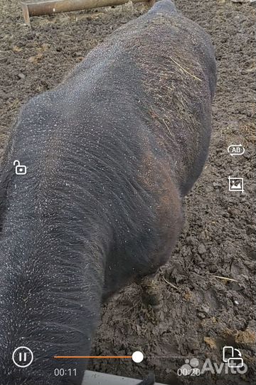 Бык на мясо