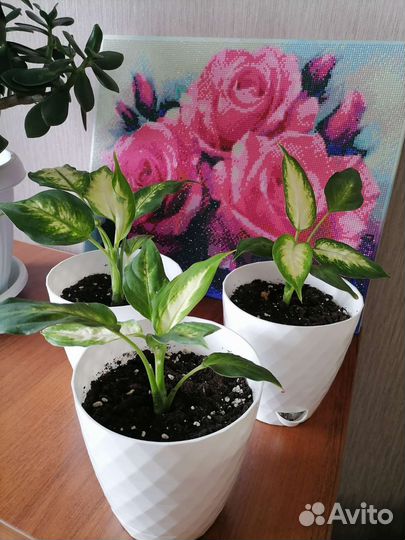 Комнатные цветы