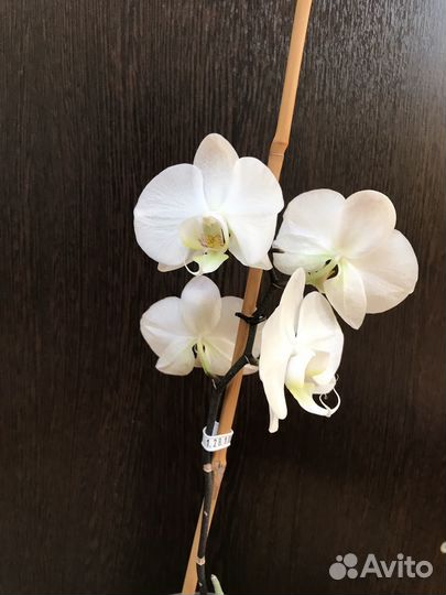 Орхидея