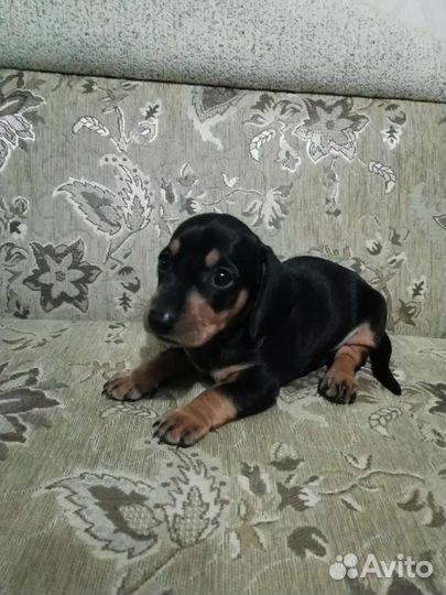 Щенки кроличьей Таксы