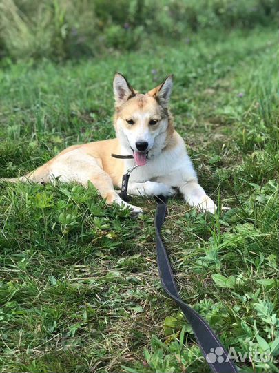 Собака улыбака