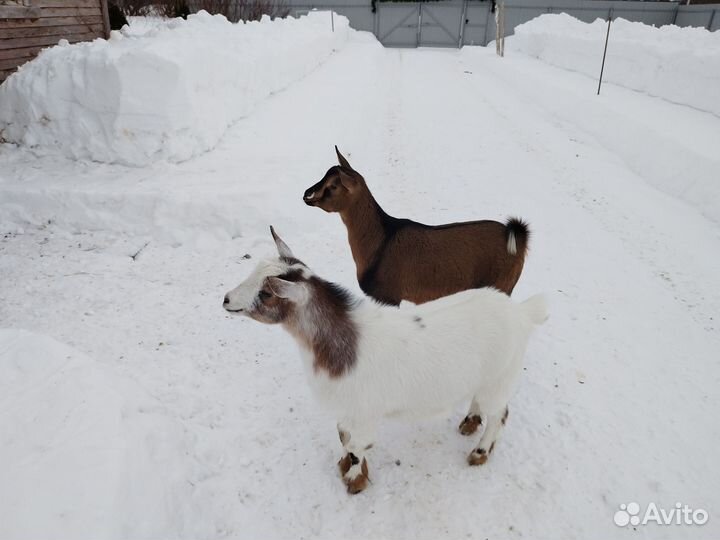 Камерунские козочки 8 месяцев