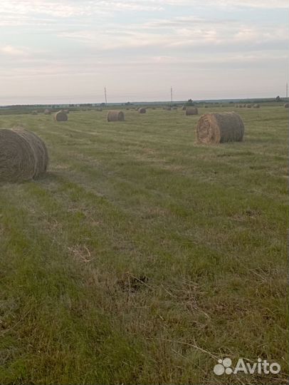 Продам сено, в рулонах, разнотравье вес 250-300