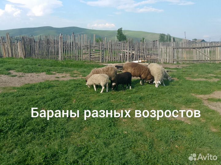 Овцы бараны ягнята,крс