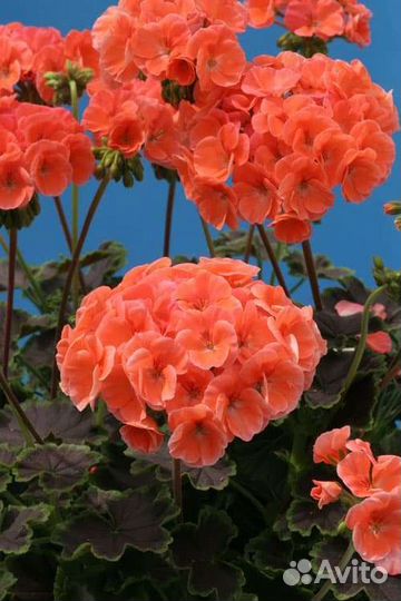 Пеларгония Australien Pink Rosebud, Найт Салмон