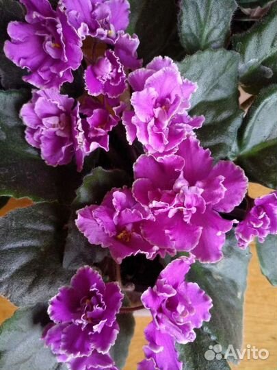 Фиалка сортовая