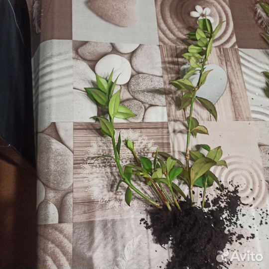 Эсхинантус жар птица, крассула овата хоббит