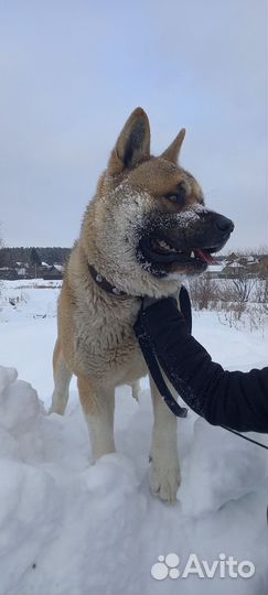 Американская акита