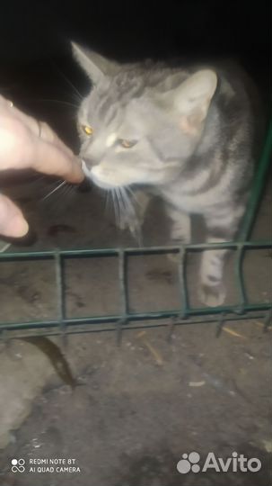 Кот