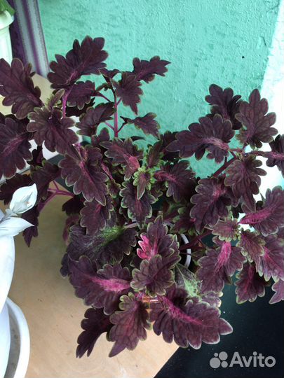 Колеус, бальзамин, толстянки, пеперомия