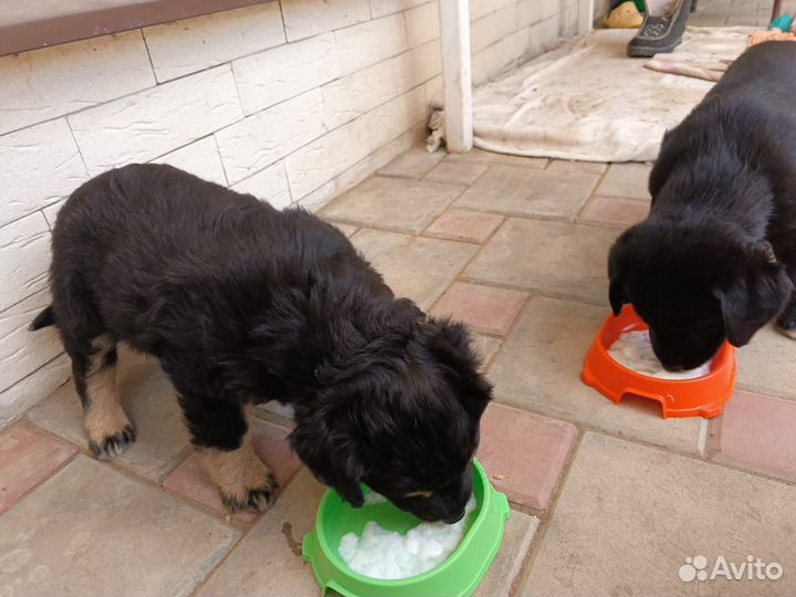 Собаки щенки