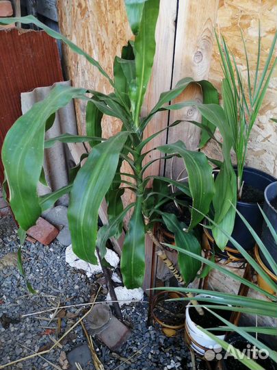 Пальма финиковая