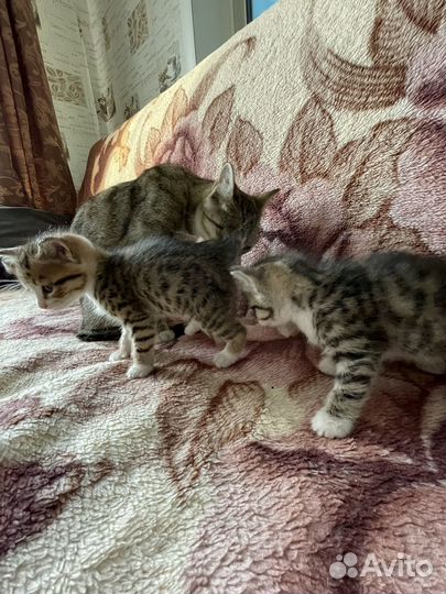 Отдам котят в добрые руки