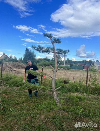 Можжевельник колоновидный Блю Эрроу