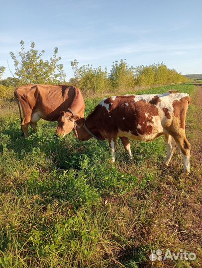 Телочка джерси