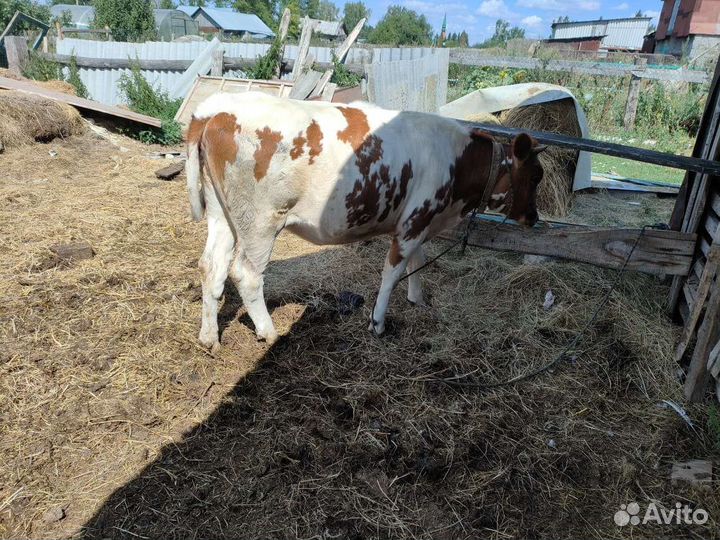Телка 1.5 года