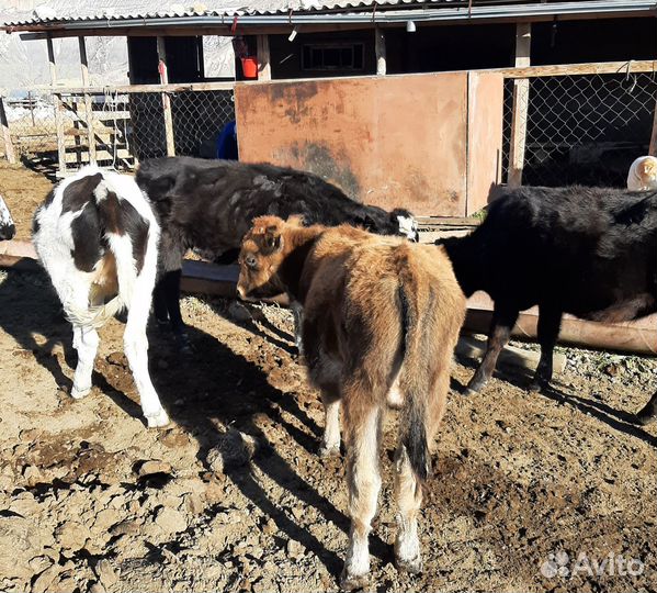 Коровы и телята