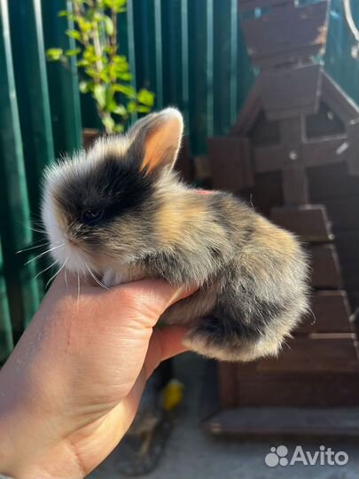 Декоративные карликовые кролики