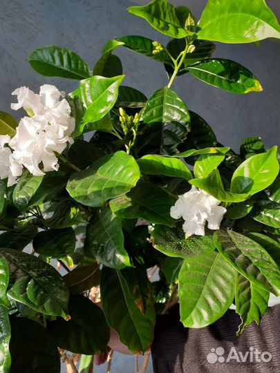 Табернемонтана