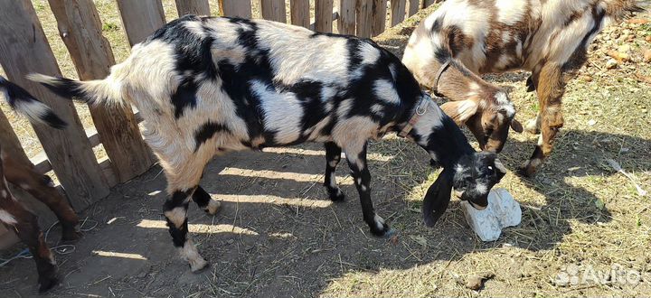 Коза Нубийская - дойная