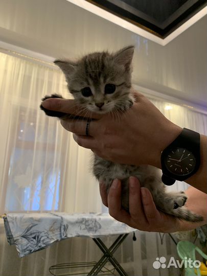 Кошечка обычная девочка