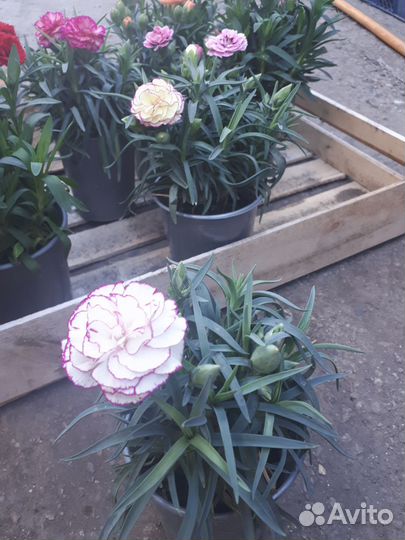 Многолетние гвоздики,низкорослые