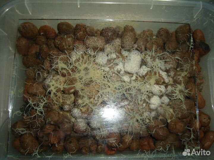 Продам рыбок и живые корма