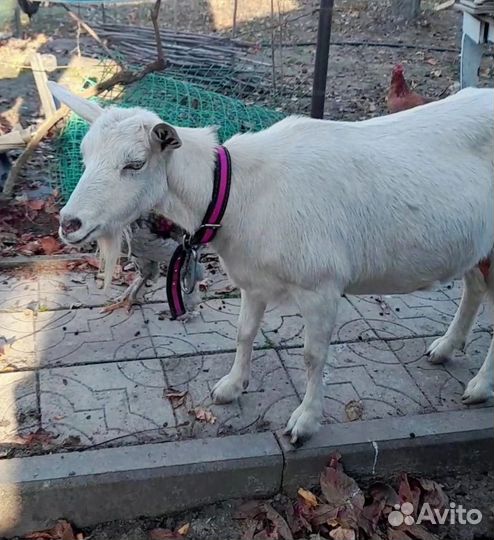 Дойная коза