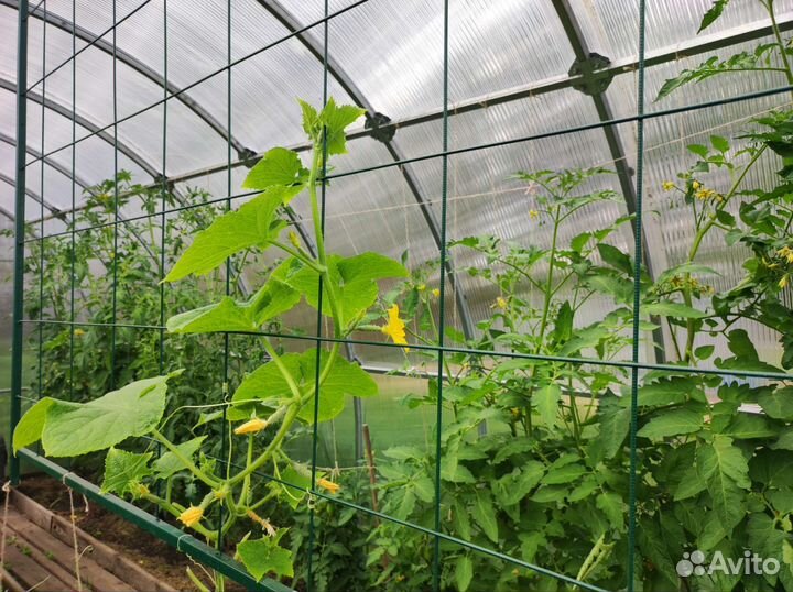 Металлическая решётка для огурцов