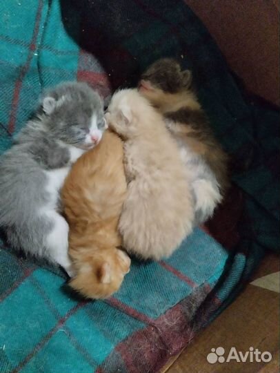 Котята рожденные 31.10.23