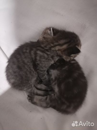 Британская кошка в дар