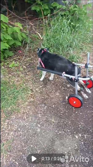 Инвалидная коляска для собак