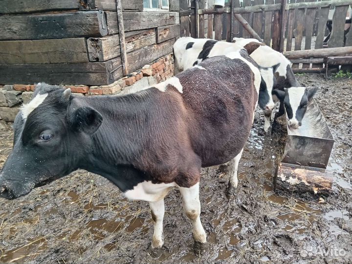 Бычки и телята