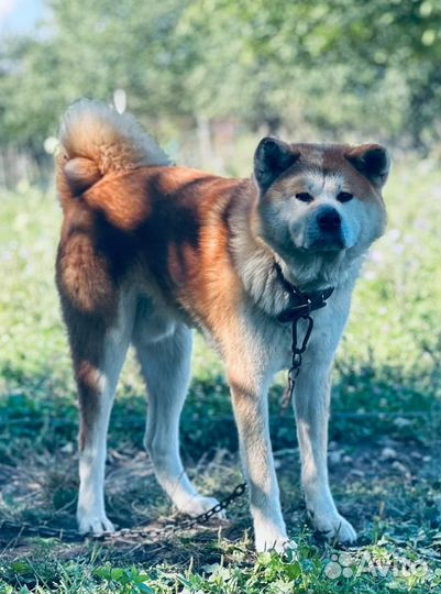 Акита Ину, самец вязка