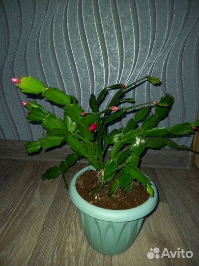 Декабрист (Шлюмбергера)