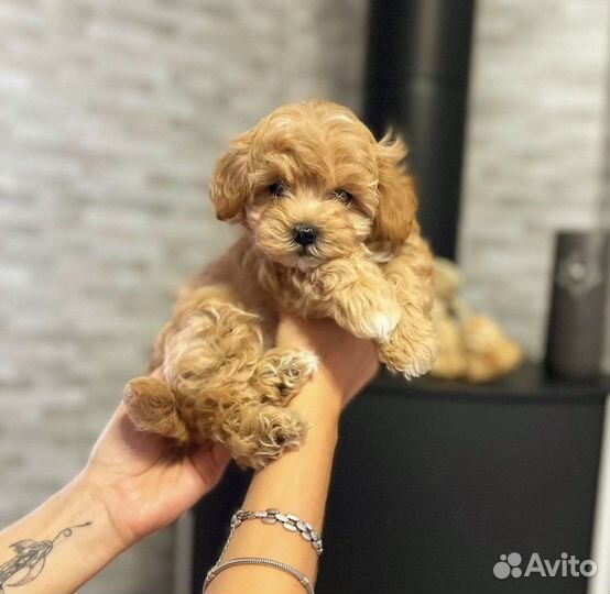 Крошки мальтипу микро эксклюзив