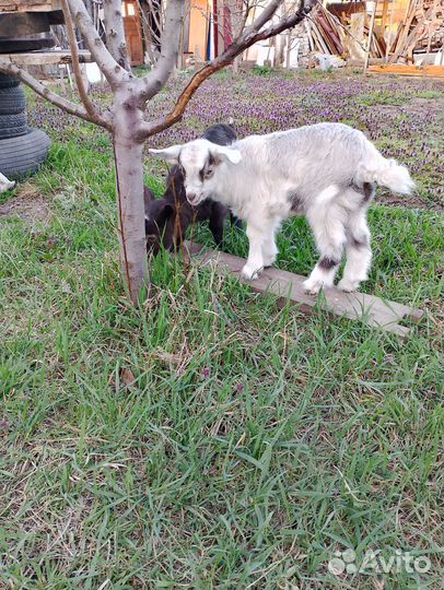 Козы козлята