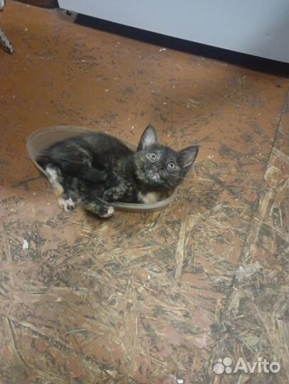 Кошки бесплатно