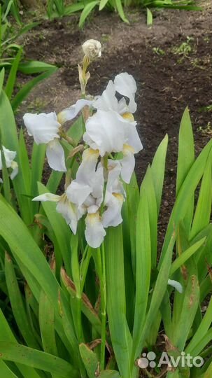 Ирисы,сентябрины,вербейник и др