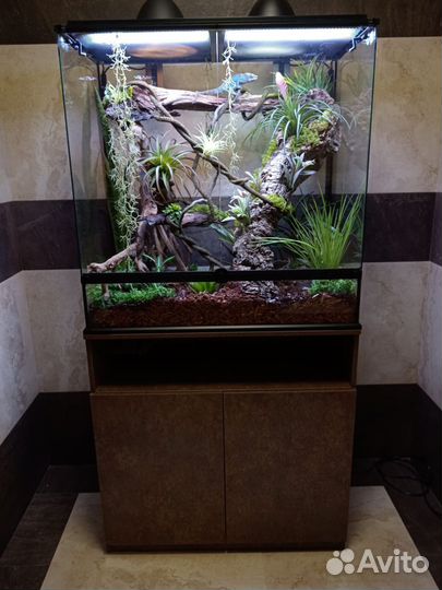 Пантеровый хамелеон с террариумом