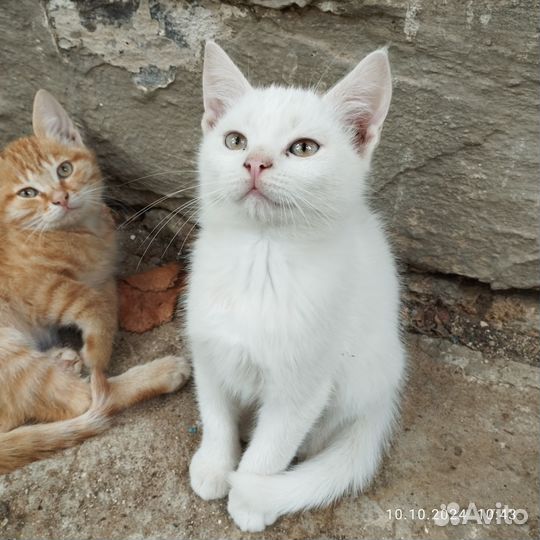 Котята 2,5 мес мальчики