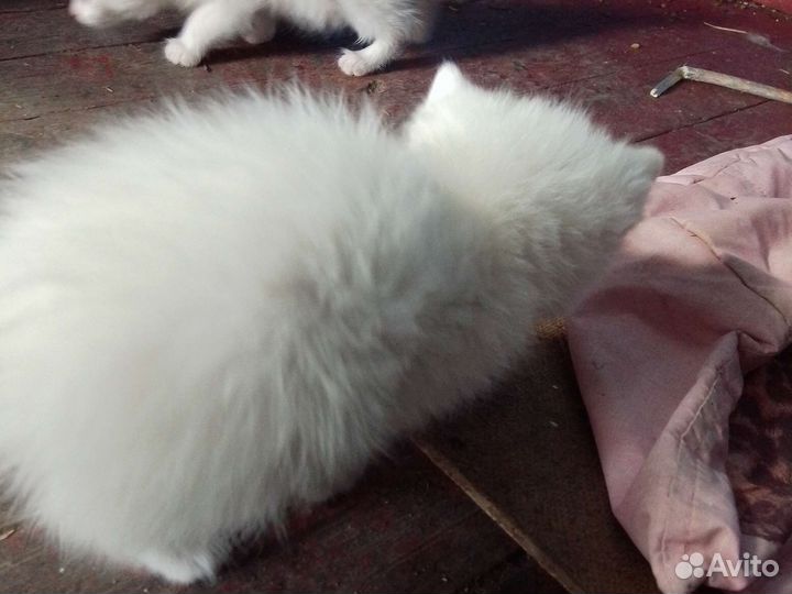 Котята:мальчик и девочка