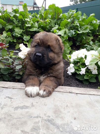 Щенки кавказской овчарки