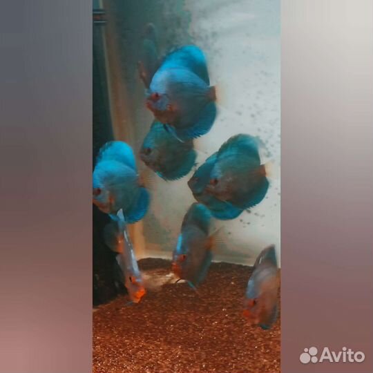 Излишки номернных сомов